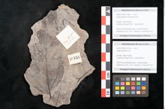 Foto (Detailansicht) von Daphniphyllum sp. (NHMW-GEO-2024-0188-10158b)